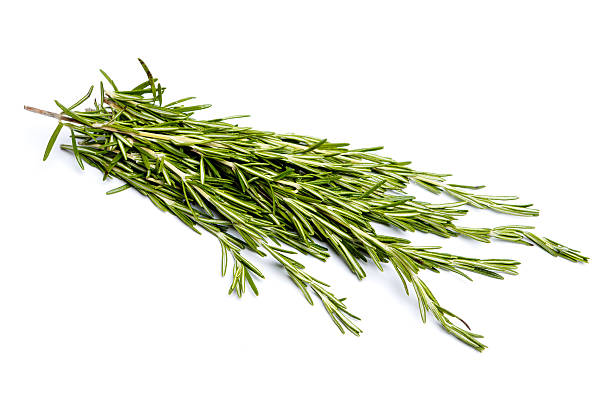 istock Fresh green sprig of rosemary 616251122