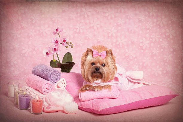 istock Yorkshire Terrier at the Pet Grooming Salon Spa 616251188
