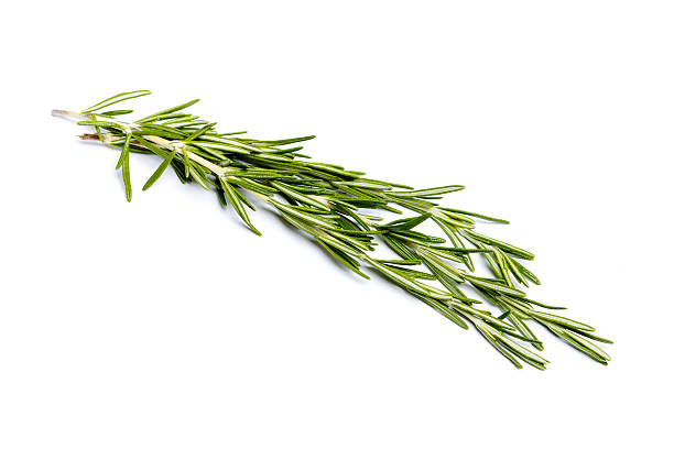 istock Fresh green sprig of rosemary 616251230