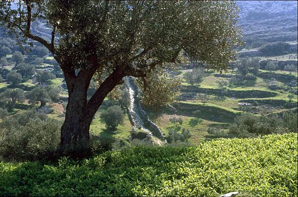 Olive trees, Mallorca Balearic Islands, Mallorca, Catalonia, Spain, 1985. North of the island of Mallorca. Mountainside with olive tree gardens. kultivieren stock pictures, royalty-free photos & images