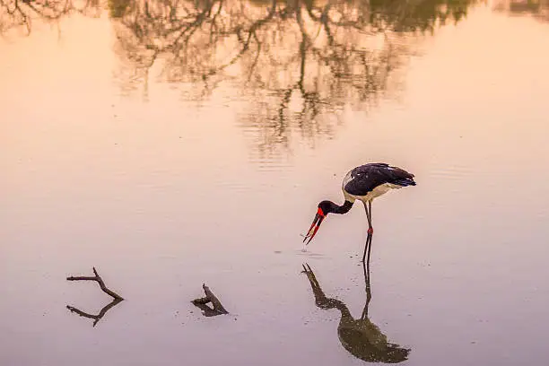 Saddle-billed Stork fishing in the water with prey in the beak. Scenic sunset light. Mapungubwe National Park, famous travel destination in South Africa.