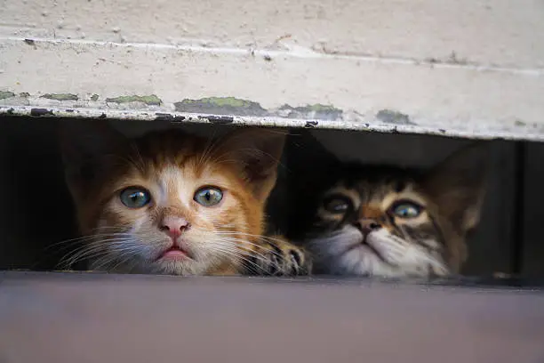 Adorable, curious and shy little kittens, are hiding at the pavement in a safe place.