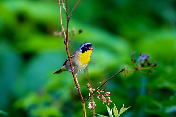 Common Yellowthroat. A broad black mask lends a touch of highwaymanâ??s mystique to the male Common Yellowthroat. Look for these furtive, yellow-and-olive warblers skulking through tangled vegetation, often near marshes. marsh warbler stock pictures, royalty-free photos & images