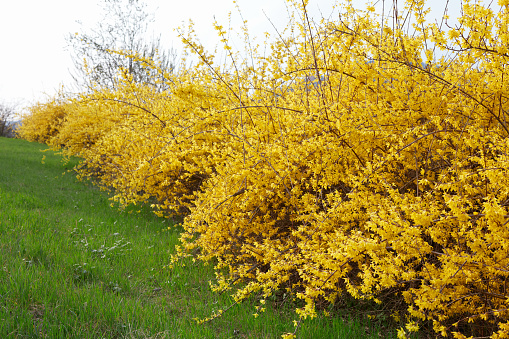 The yellow tabebuia impetiginosa in full bloom in the park