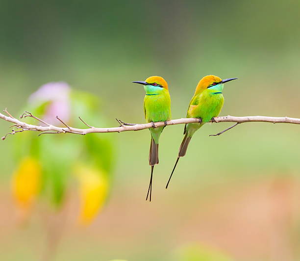Green Bee Eater Green Bee eater is bright green and tinged with blue especially on the chin and throat. The crown and upper back are tinged with golden rufous. The flight feathers are rufous washed with green. bee eater photos stock pictures, royalty-free photos & images