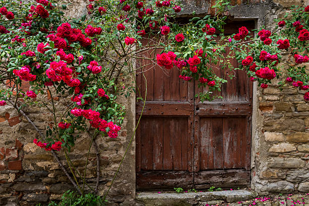 Red roses and old wooden door in Mombaldone in Piedmont, Italy.