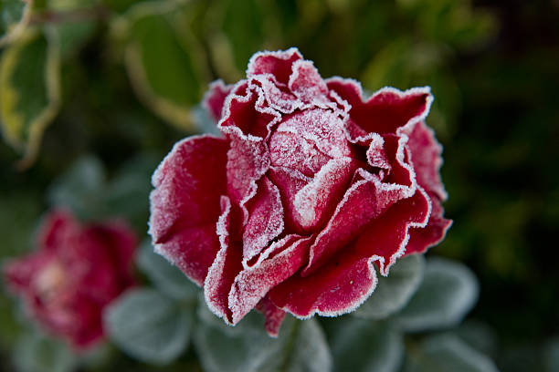 istock red rose covered with frost in the garden 616256132