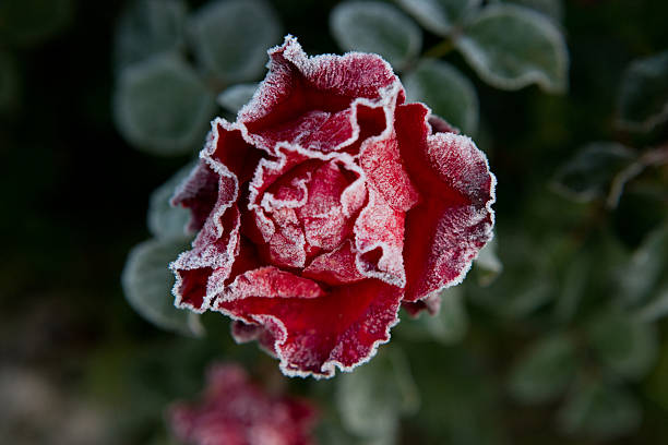istock red rose covered with frost in the garden 616256332