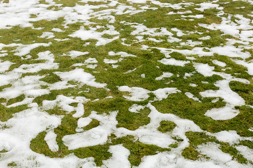 Snow on a grass. Spring in mountains.