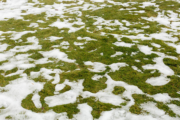 Snow on a grass. stock photo