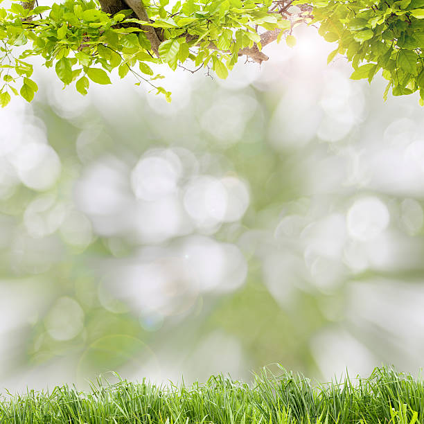 istock Beautiful green leaves frame with green grass on scenery nature 616256830