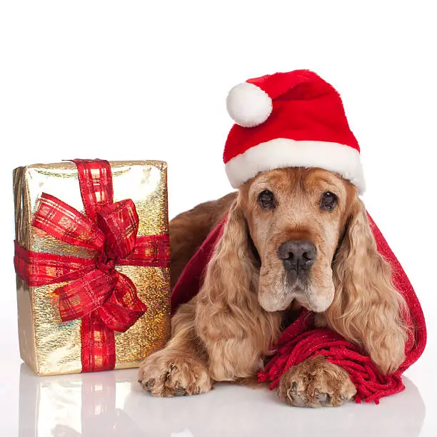 Cute cockerspaniel with christmas gift and Santa hat and shawl