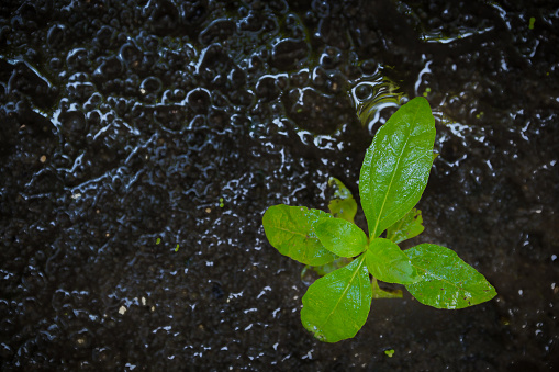 Young plant after rain, Environmental Richness