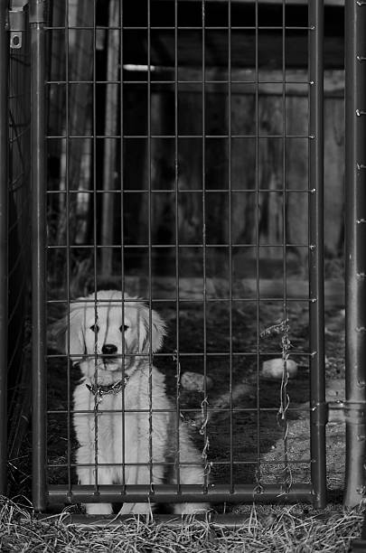 istock Golden Retriever Puppy Behind Kennel Gate 616259212