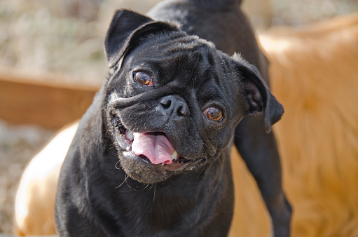 A black pug tilts her head directly at the camera,with a big smile on her face.