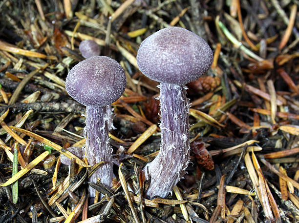 서부극 에머시스트 laccaria-laccaria amethysteo-occidentalis - 자주졸각버섯 뉴스 사진 이미지