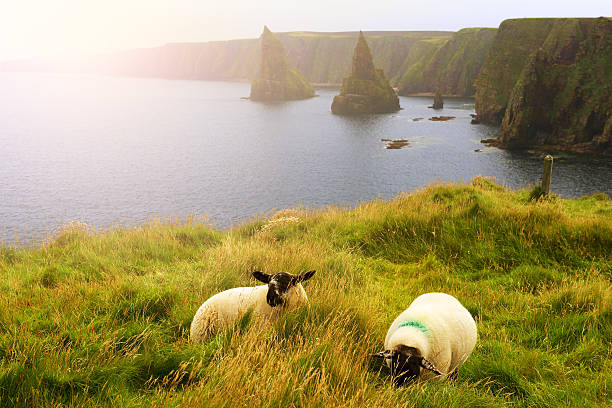 indústria de lã escocesa - sheep lamb wool animal head - fotografias e filmes do acervo