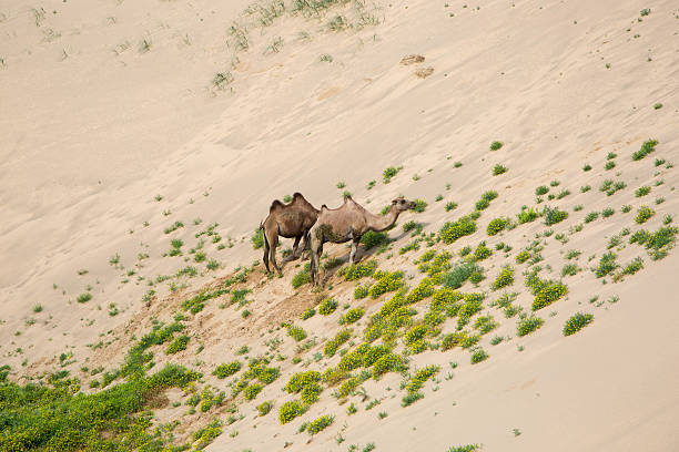 istock Mongolia: Bactrian Camels in the Gobi 616260048