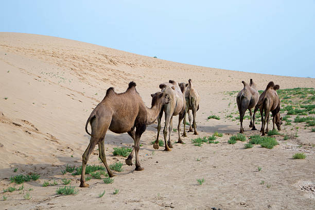 istock Mongolia: Bactrian Camels in the Gobi 616260066