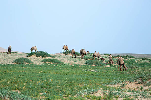 istock Mongolia: Bactrian Camels in the Gobi 616260288