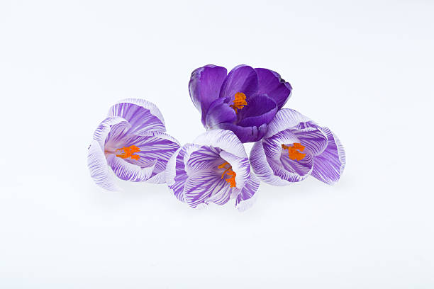 istock Close-up of  crocus flowers 616260700