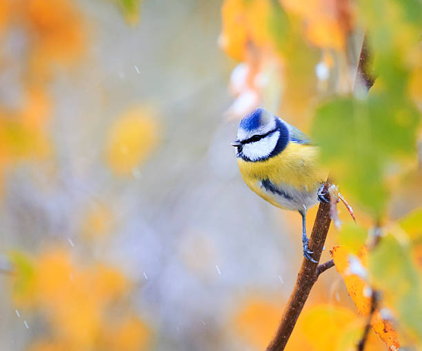 istock bird chickadee peeks of the birch in the autumn 616261100