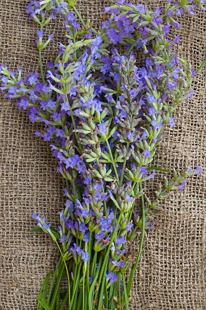 istock Lavender twigs on a gray wooden surface. Top view 616261908