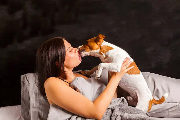 Young beautiful brunette woman plays in bed with her dog. Jack Russell Terrier climbed into bed with her owner in the morning.