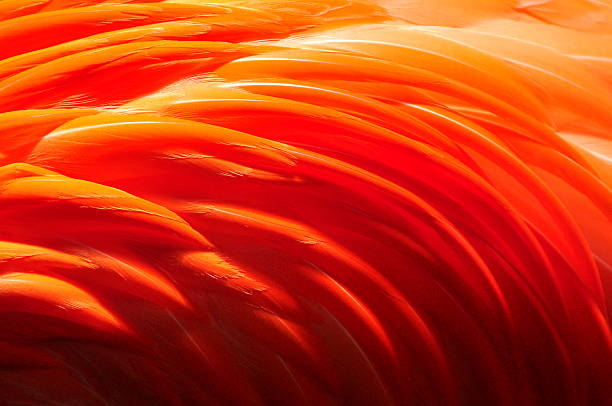 istock Flamingo feather close up and detail 616262578