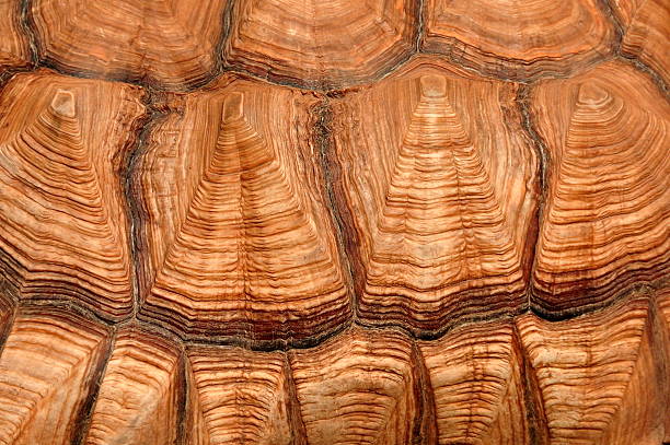 istock Tortoise shell close up detail 616262716