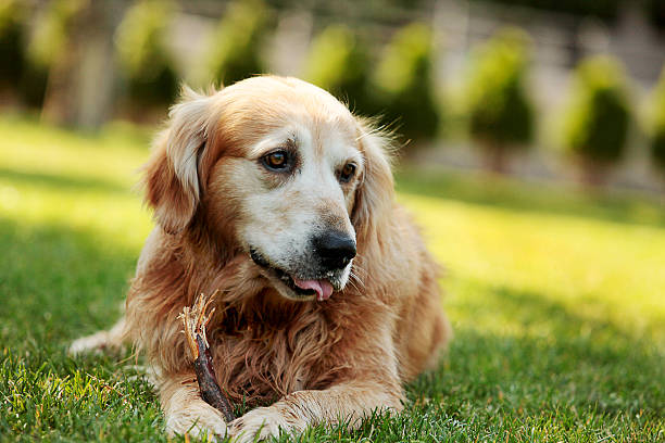 istock Labrador Retriever playing with stick in nature 616262986