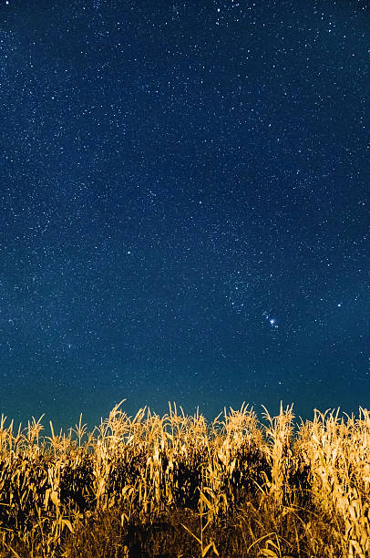 Stars on the night sky over the cornfield, natural astro background