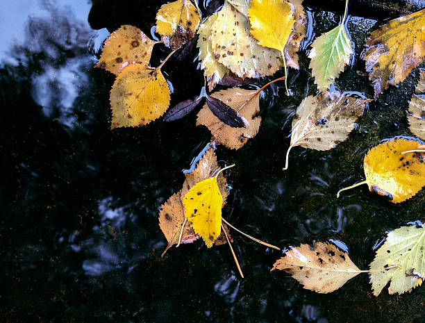 istock autumnal yellow leaves floating in puddle after rain 616264752