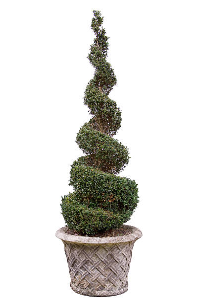 Topiary tree - Box. In very old pot. Spiral. Cutout. topiary stock pictures, royalty-free photos & images