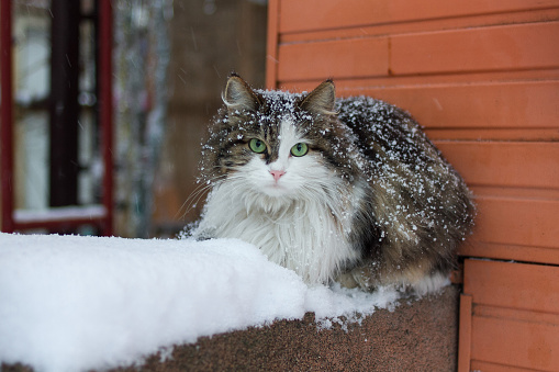 Cat with green eyes on snow. Cat on snow. Cat with green eyes.