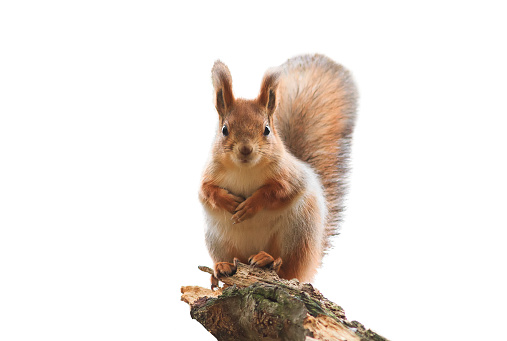 cute red squirrel with bushy tail standing on white isolated background
