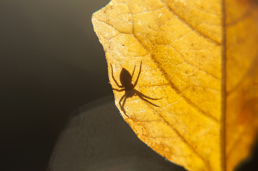 Shadow of a spider on a yellow leaf. Spider on a leaf on a gleam. Spider on a yellow leaf.