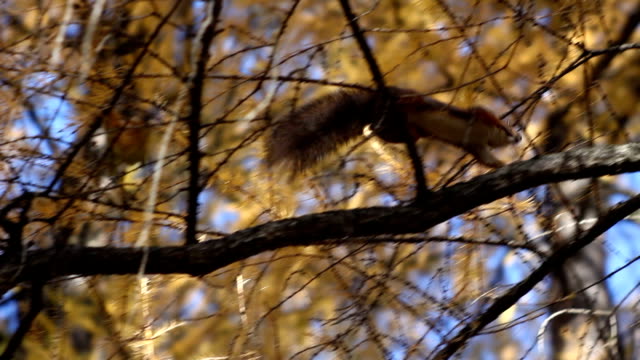 Squirrel in the forest