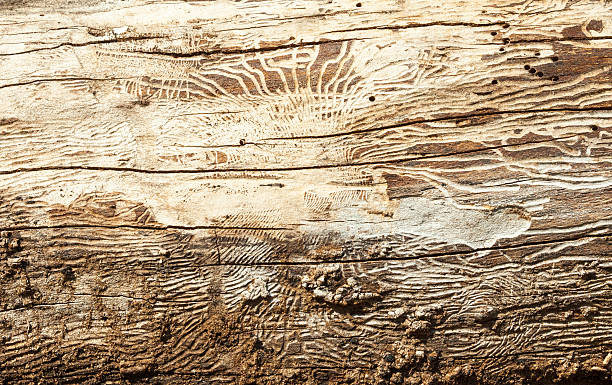 drewno z galeriami kornika - tree hole bark brown zdjęcia i obrazy z banku zdjęć