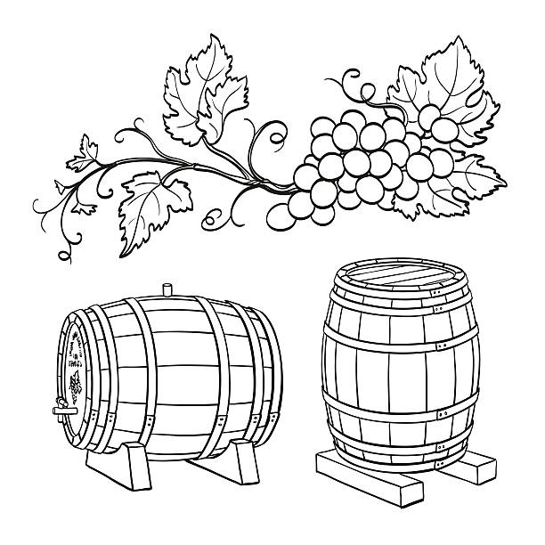 Grape branches and wine barrels Grape branches and wine barrels. Isolated on white background. Hand drawn vector illustration wine and oenology graphic stock illustrations