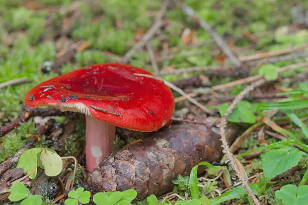 red mushroom russula xerampelina in forest background