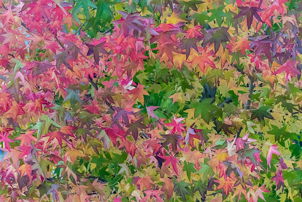 istock autumn leaves on a tree close-up 616854142
