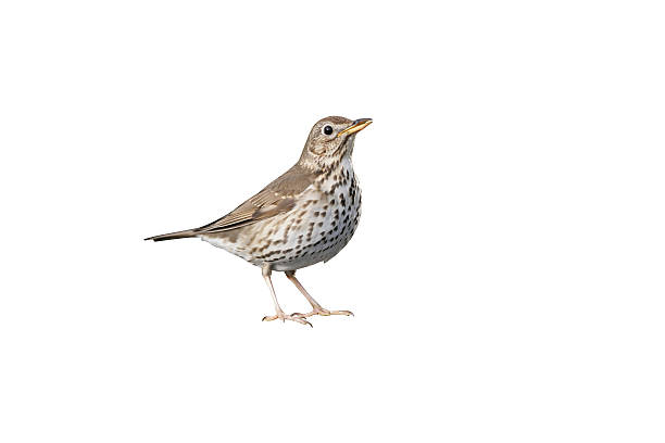 Song thrush, Turdus philomelos Song thrush, Turdus philomelos, single bird at water, Hungary thrush bird stock pictures, royalty-free photos & images