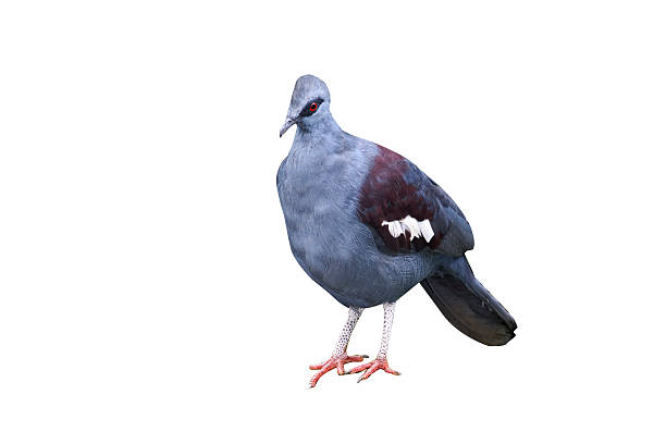 istock Southern crowned-pigeon, Goura scheepmakeri 616854750