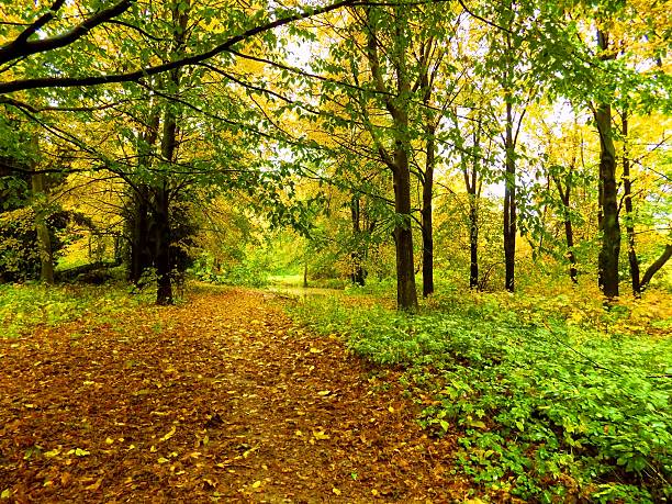 istock Colorful leaves on deciduous trees and walkway during autumn 616854984