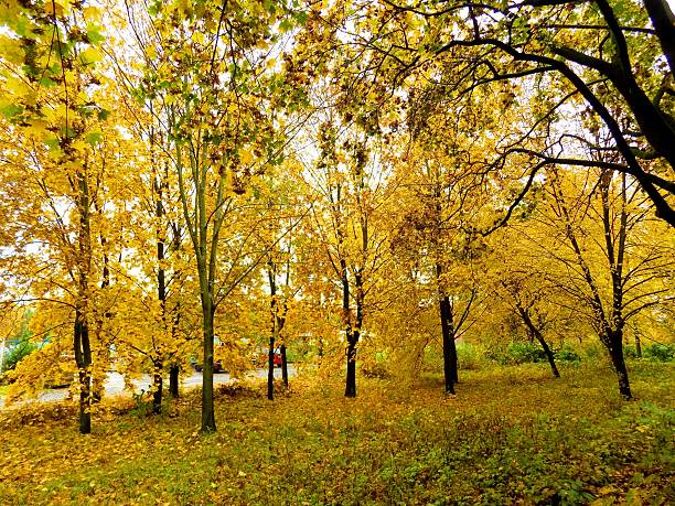 istock Colorful leaves on deciduous trees in park during autumn 616855144