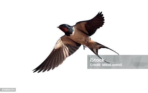 Swallow Hirundo Rustica Stock Photo - Download Image Now - Swallow - Bird, Bird, Barn Swallow