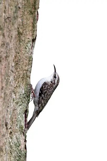 Treecreeper, Certhia familiaris, single bird on tree at nest entrance, Midlands, May 2010