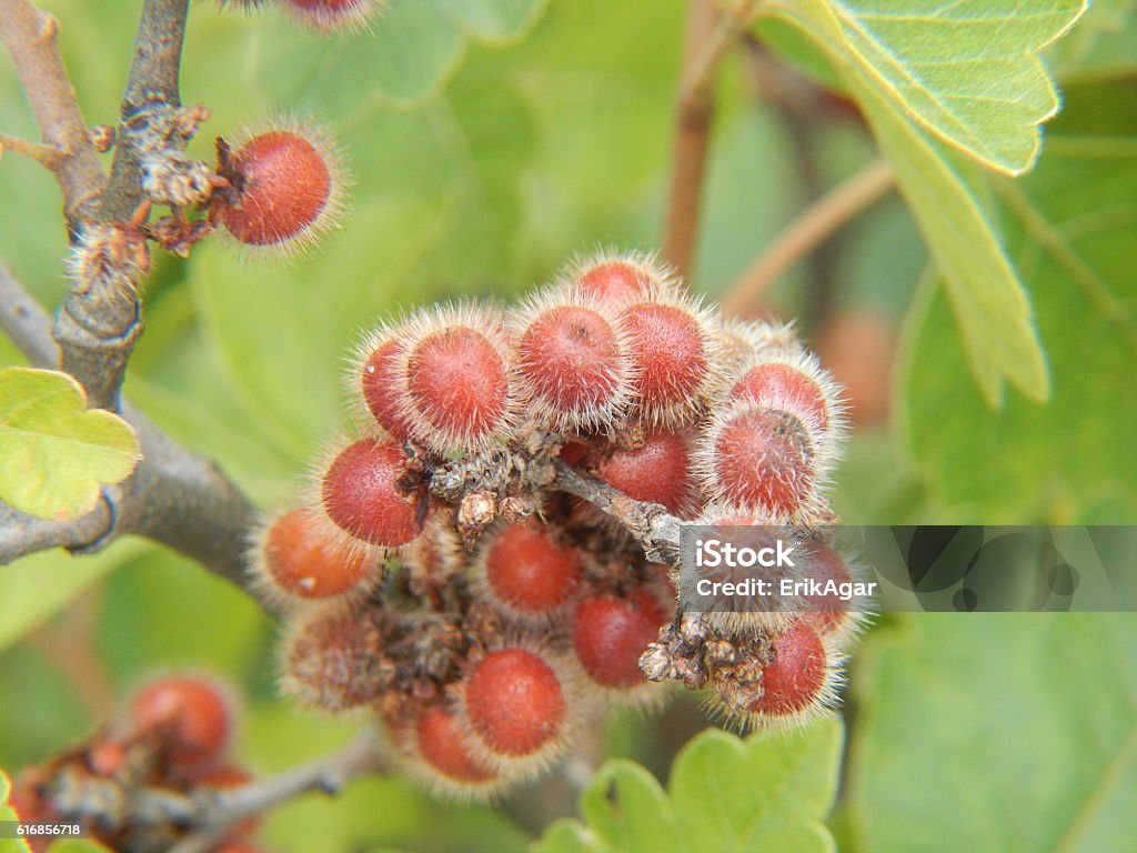 Skunkbush Sumac Fruits Skunkbush Sumac (Rhus trilobata) fruits in summer. Sumac Stock Photo