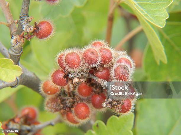 Skunkbush Sumac Fruits Stock Photo - Download Image Now - Sumac, Anacardiaceae, Close-up